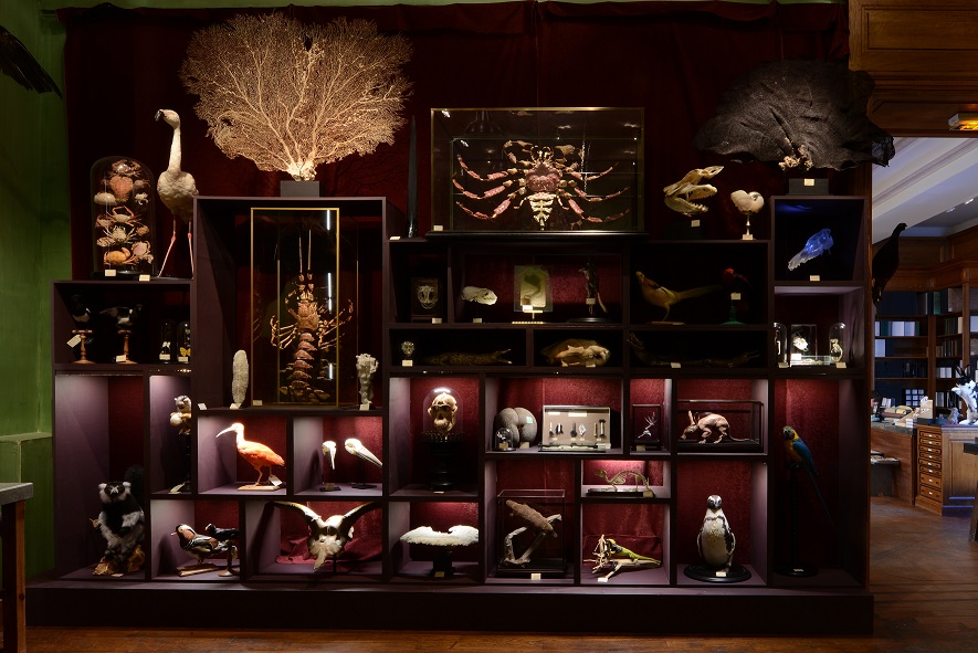 Lieux Atypiques à Paris : Découvrez un Cabinet de Curiosité